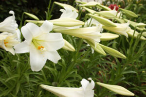 Photograph of Easter lilies, by Alabama Extension on Flickr and entered into the public domain.